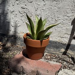 Cream Spike Agave Rare