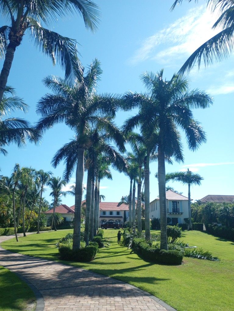 Royal Palms And Tree Trimming