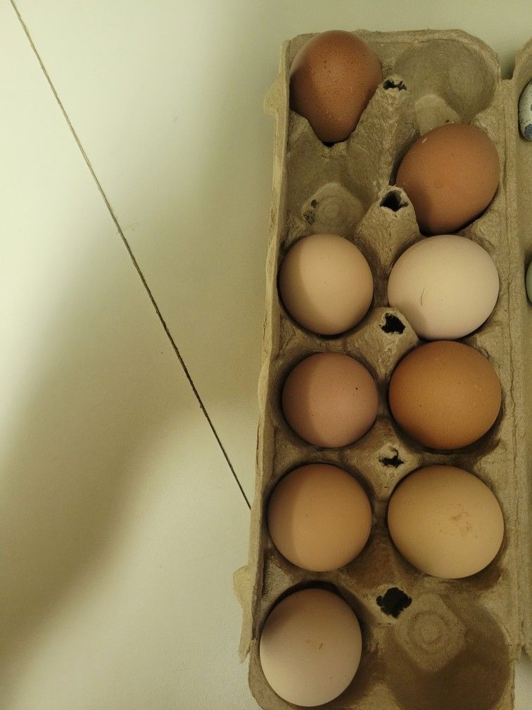 Barnyard Mix Fertile Eggs