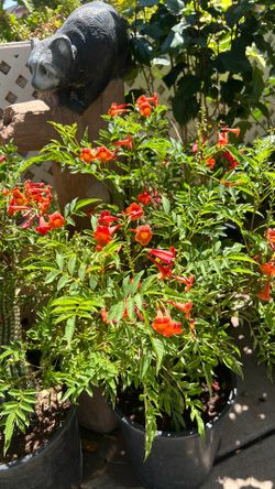 Red Bell