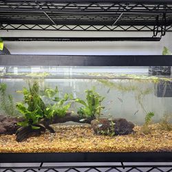 20 Gal Tropical Fish Tank Everything Included