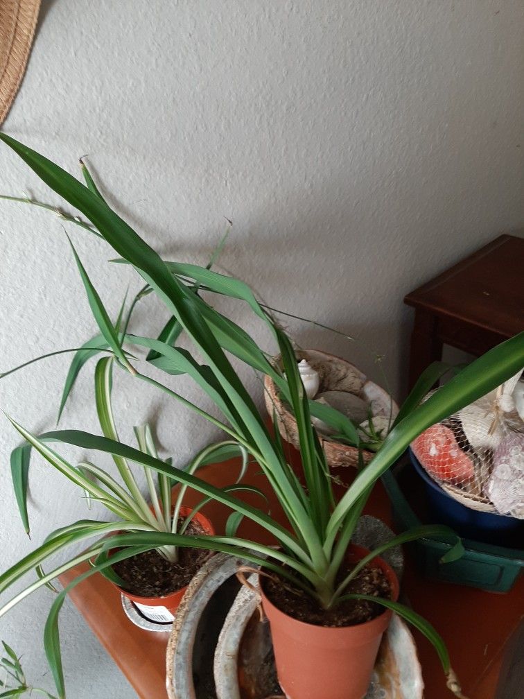 Spider Plants 