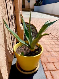 American Blue Agave 🪴 in a Yellow Clay Pot 30in tall