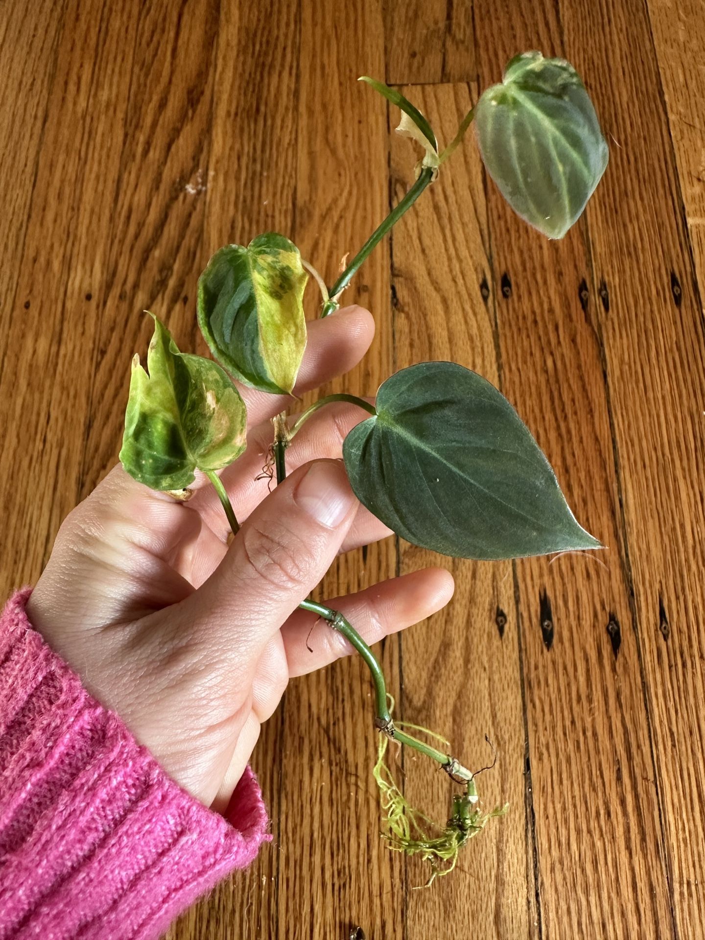Philodendron Micans Variegated Plant