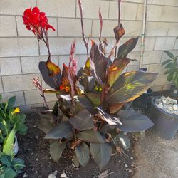 Assorted Canna Lilly’s different colors