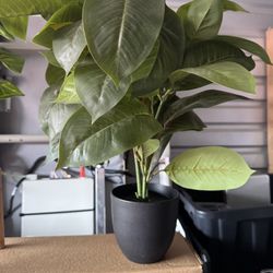 Fake Plants 