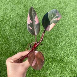 Pink Princess Philodendron