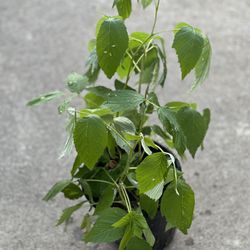 Leafy Blackberry live plant in 1 gallon pot