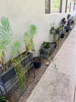4 planters with plants