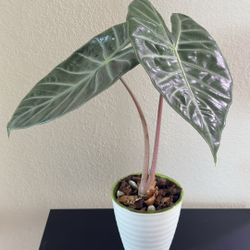 Alocasia Pink Dragon