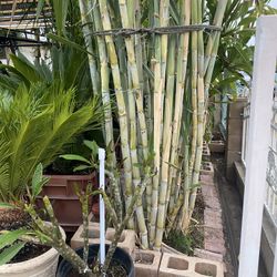 Sugar Cane Plant For Sale