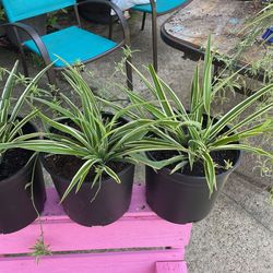 Spider Plants 