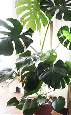 Rare Plant Split Leaves Large 2-4 Ft 5 Gallon Plant
