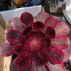 Aeonium Red Rose In 6 In Also Maple Leaves Pick Up In Upland 