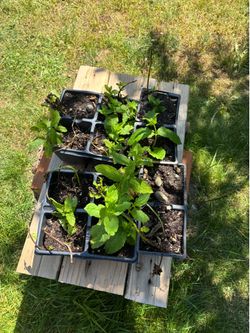 Spearmint starter plants