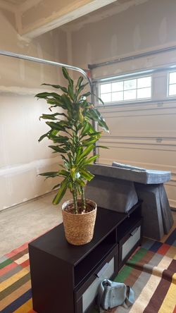 Dracaena Indoor Plant in Woven Basket