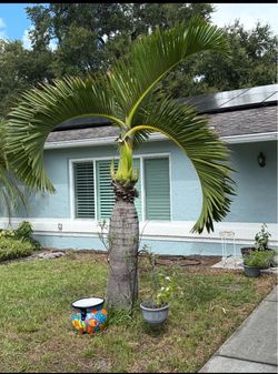 Foxtail palm tree