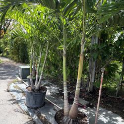 Christmas Palm - 25 Gallons For $165