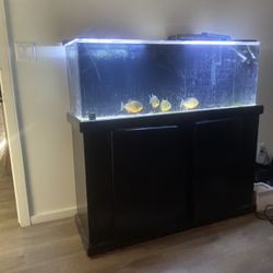 75 Gallon Acrylic Tank Set Up 