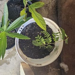 Ojas De Platono En Benta Para Tamales