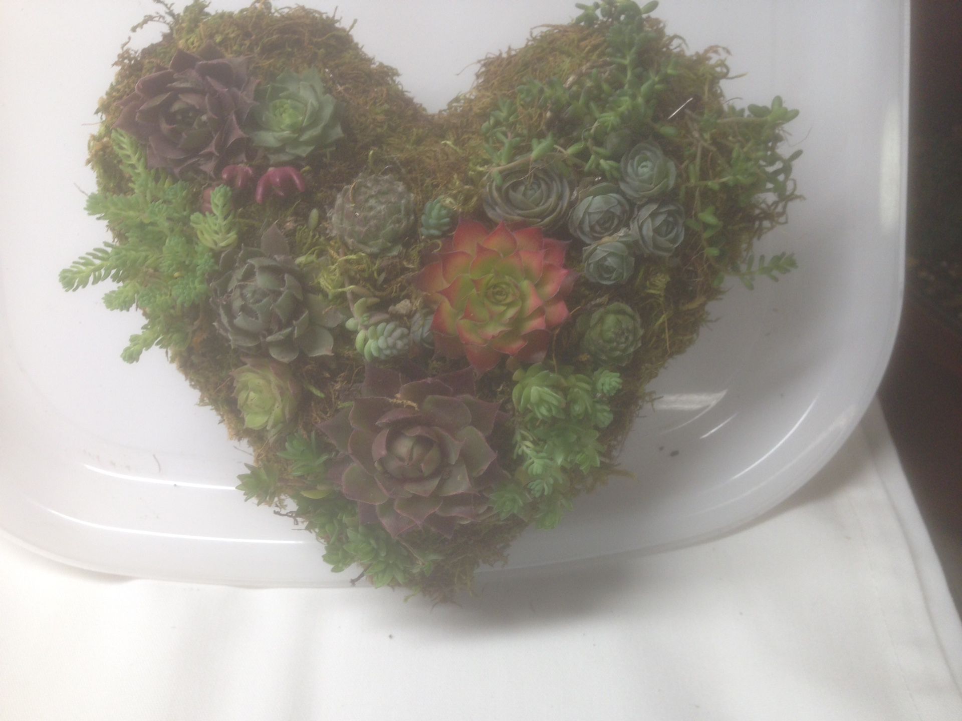 Topiary heart