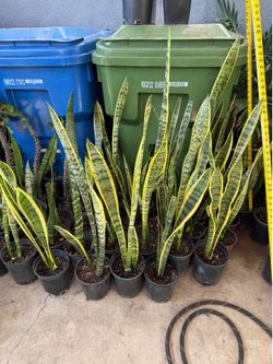 Snake plant