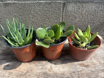 Plantas 