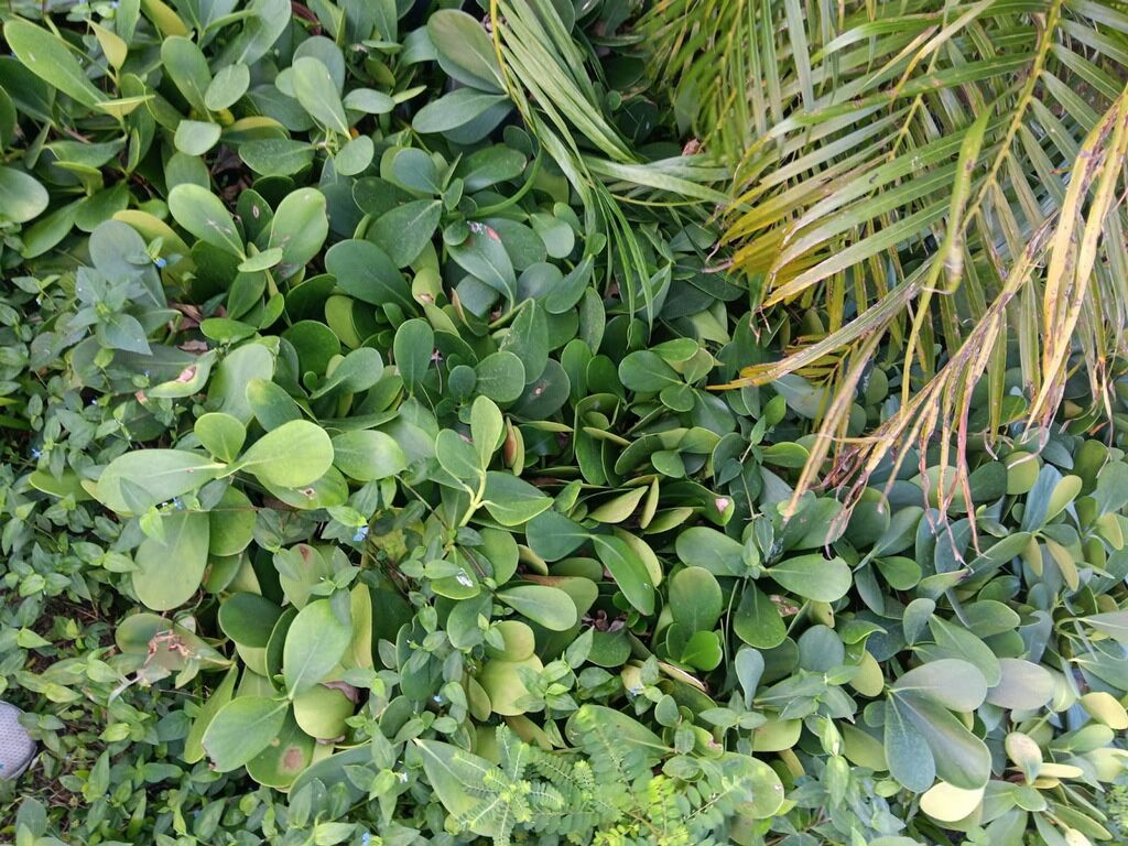 200 -1 gallon colusia multi stems take 1 or take all $3.00 each.