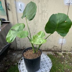 Indoor Monster