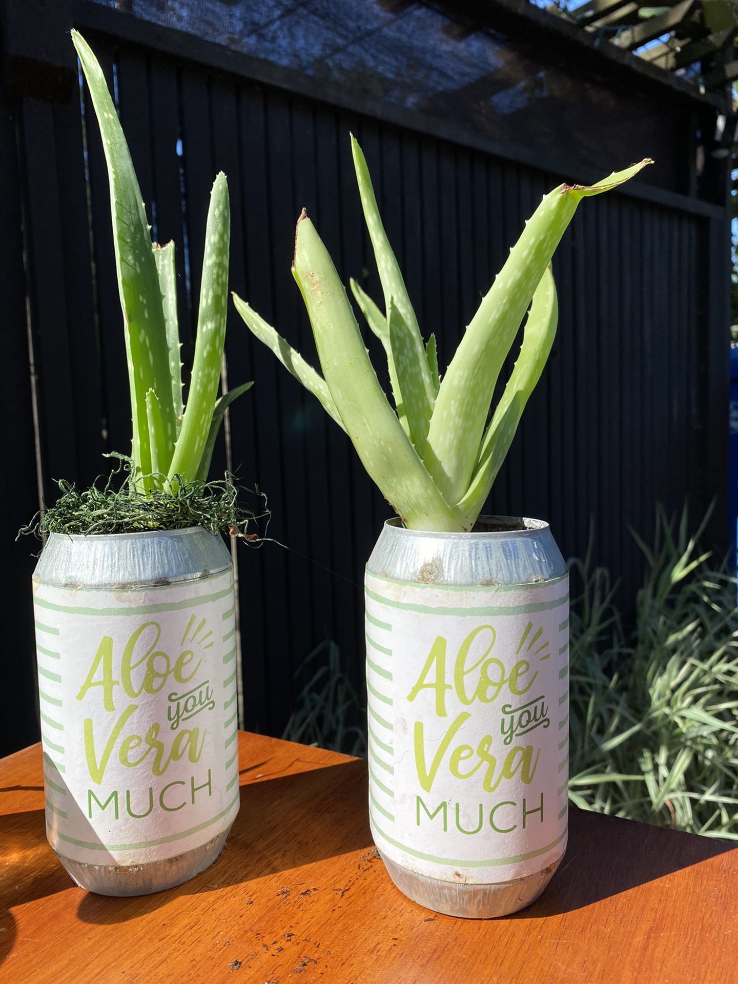 Aloe Plants