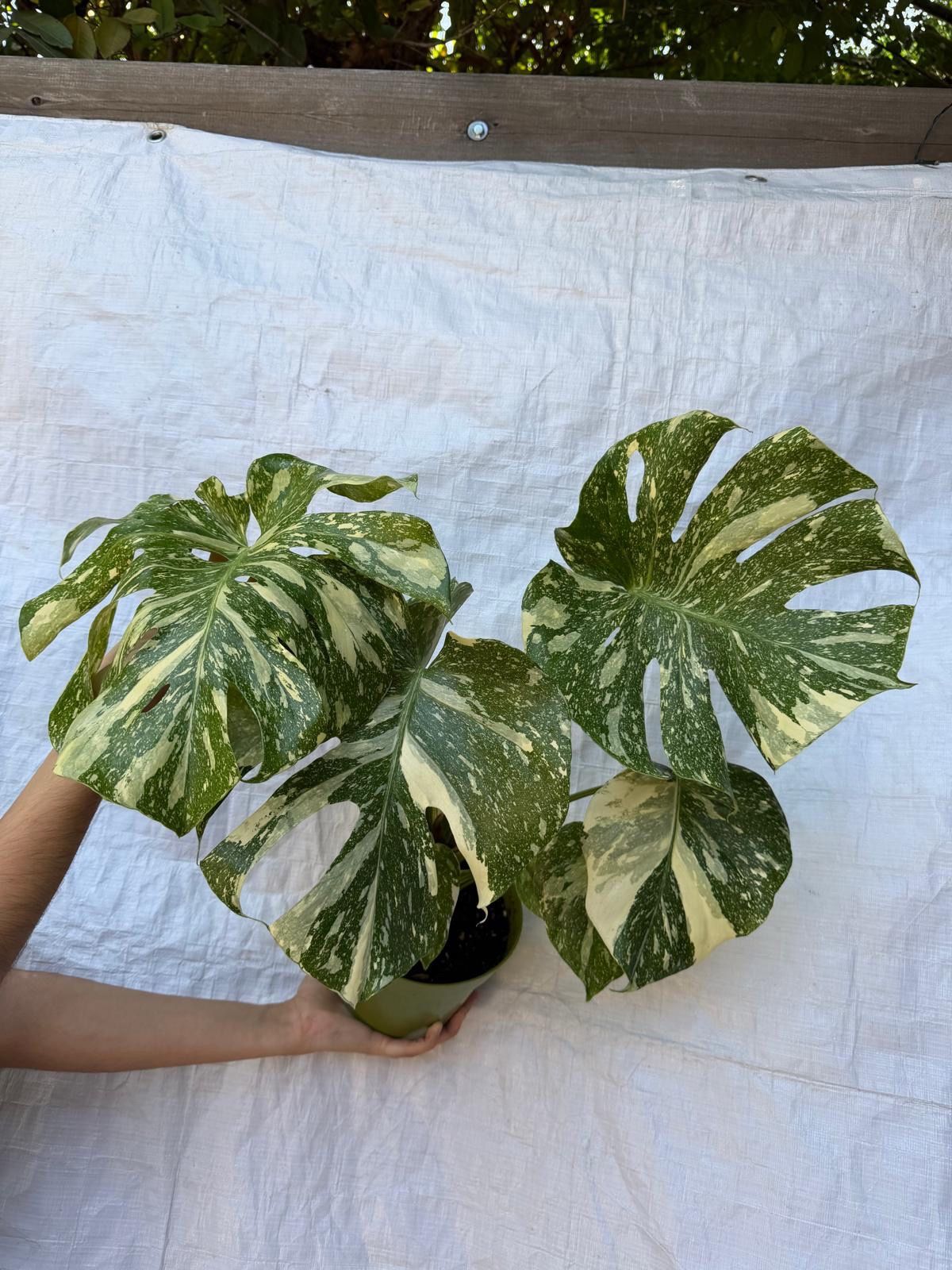 6” monstera white snow