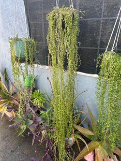Succulents delfín Xgrande con Colgadera de macrame
