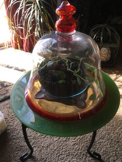 Heavy Glass Plant Cover & Green Plate