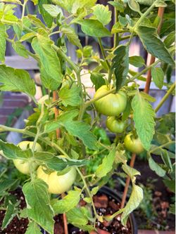 Organic Homegrown Tomato Plants/ flowering and fruiting