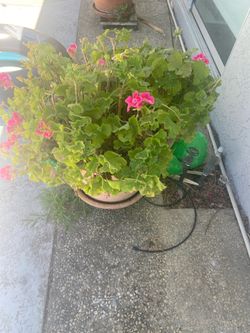 Regal Geranium