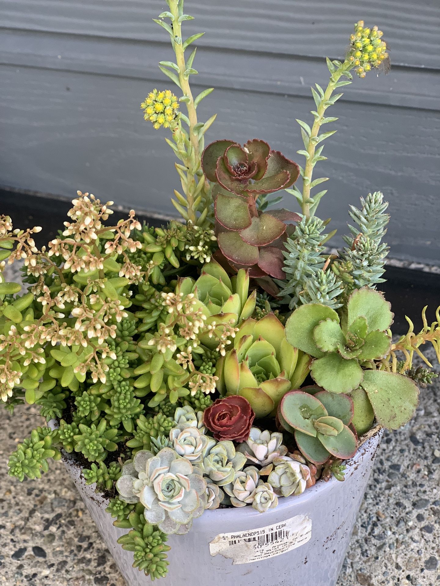 Outdoor live Succulent Arrangement In Gray Ceramic Pot