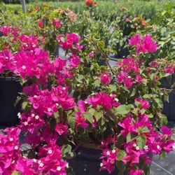 🌺 Plant: Bougainvillea