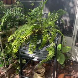 Fish Tail Fern Plant 
