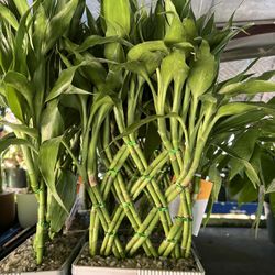 Lucky Bamboo In Clay Pot. SPECIAL PRICE 🤩