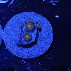 Zoanthid Coral Decoration Gorilla Nipple Zoa