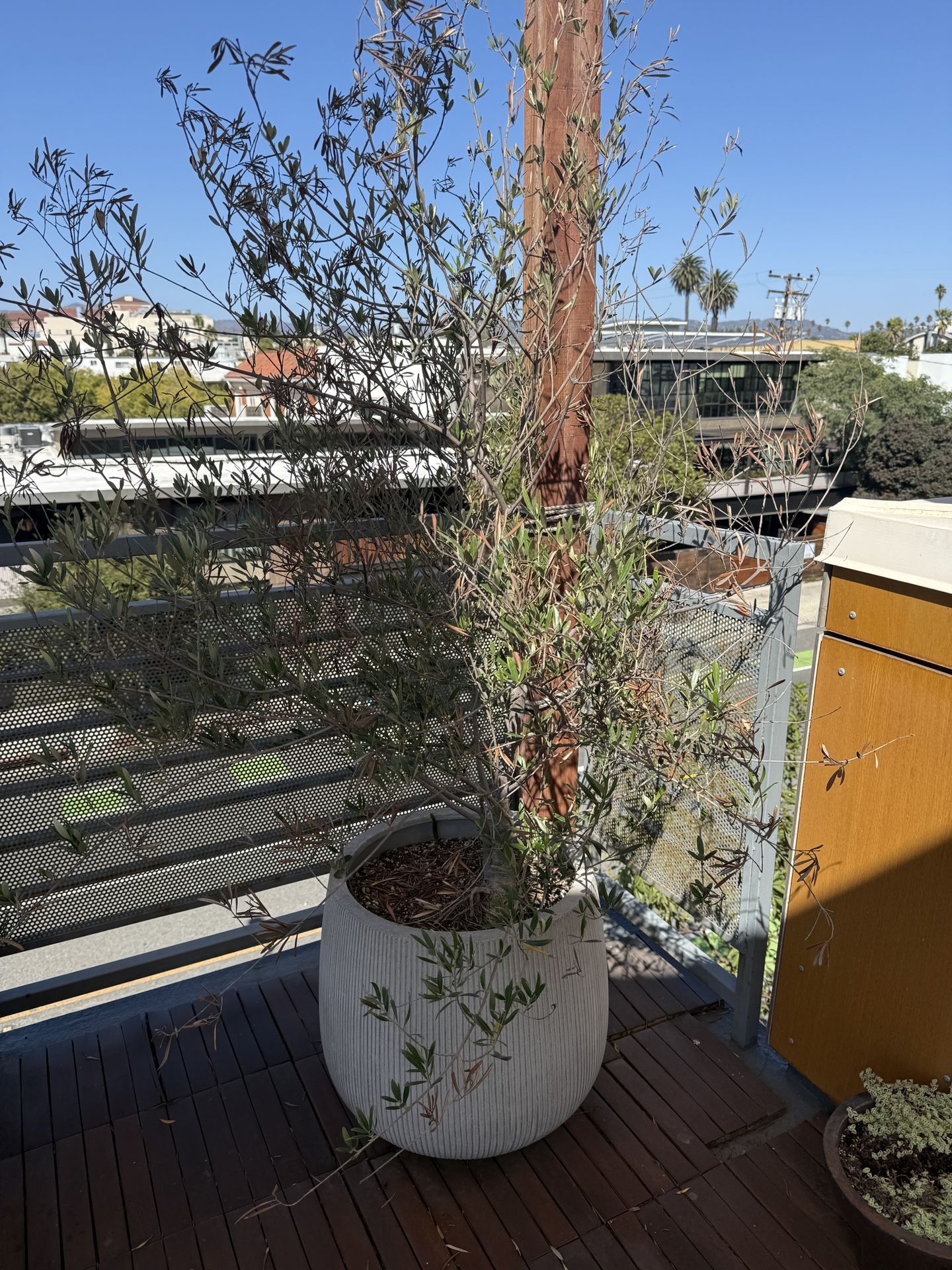 Rolling Green Pots, Planters, and Plants 