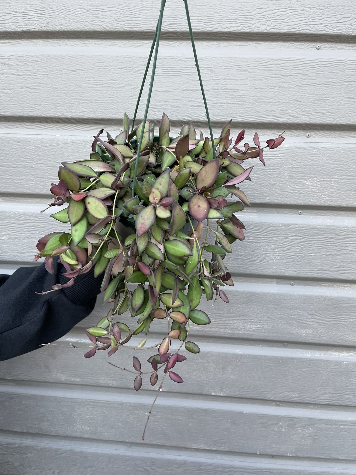 6” Trailing Hoya Bilobata
