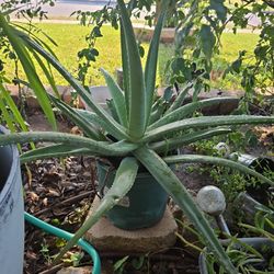 Aloe Vera 
