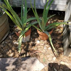 Aloe Plant Planter pot
