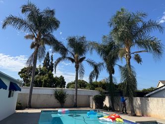 Palm tree