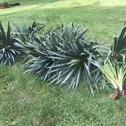 Yucca plants