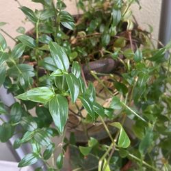 Life Beautiful 🤩 House Plant 🪴 4 Sizes