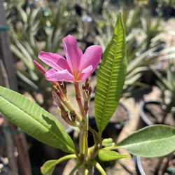 Plumería Color Morada En Maceta De Cinco Galones