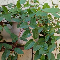 Honeysuckle plant $6