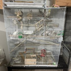 Bird Cages 